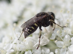 Oxybelus bipunctatus