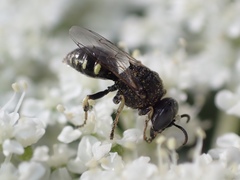 Oxybelus bipunctatus