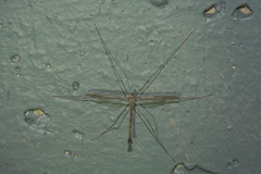 Tricyphona
