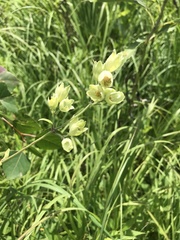 Silene stellata