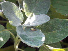 Evacanthus interruptus