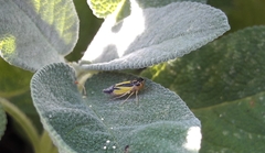 Evacanthus interruptus