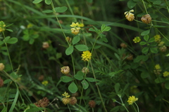 Trifolium campestre