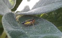 Evacanthus interruptus