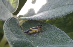 Evacanthus interruptus