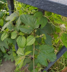 Humulus lupulus