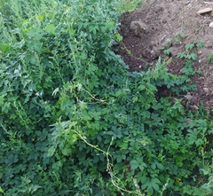 Humulus lupulus