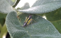 Evacanthus interruptus