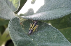 Evacanthus interruptus