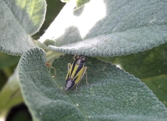 Evacanthus interruptus