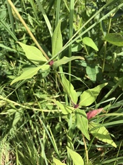 Silene stellata