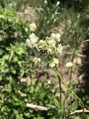 Valeriana occidentalis