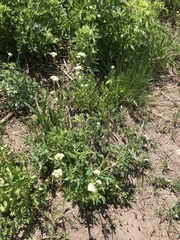 Valeriana occidentalis
