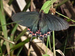 Parides bunichus