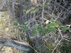 Cynanchum obtusifolium