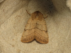 Charanyca trigrammica
