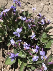 Viola labradorica