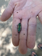 Buprestis viridisuturalis