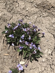 Viola labradorica