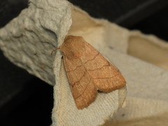 Charanyca trigrammica
