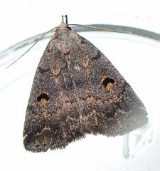 Phalaenostola hanhami