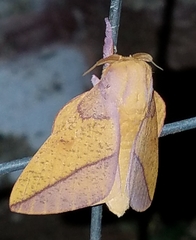 Syssphinx bisecta