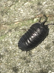 Armadillidium pallasii