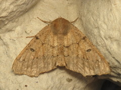 Odontopera bidentata