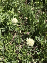 Valeriana occidentalis