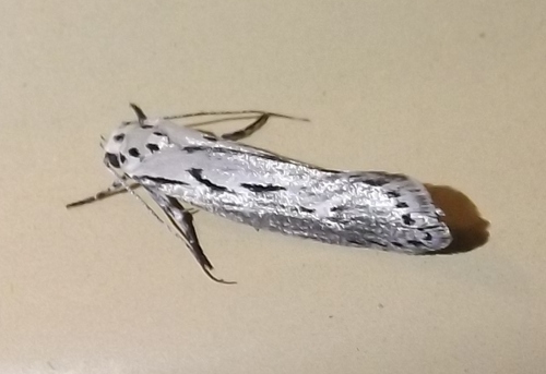 Mountain-mahogany Moth photo 5