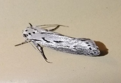 Ethmia semitenebrella