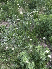 Valeriana occidentalis