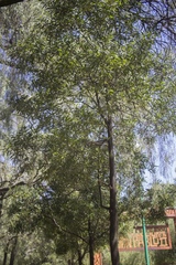 Acacia melanoxylon