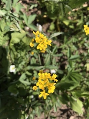 Draba spectabilis