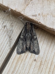 Apamea cariosa