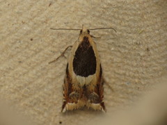 Ancylis badiana