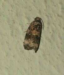 Endothenia oblongana