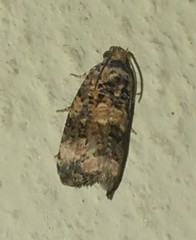 Endothenia oblongana
