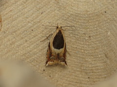 Ancylis badiana