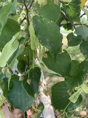 Tilia