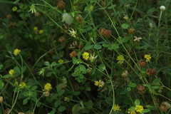 Trifolium campestre