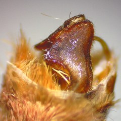 Amphipoea interoceanica