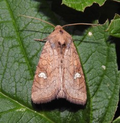 Amphipoea interoceanica