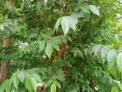 Sterculia foetida