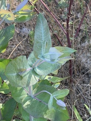 Eucalyptus globulus globulus