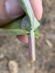 Eucalyptus globulus globulus