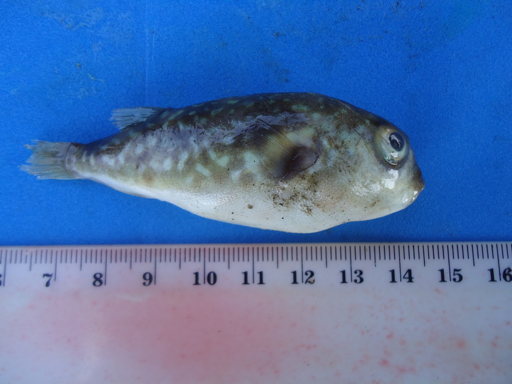 Pygmy Puffer