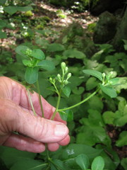 Eurybia schreberi