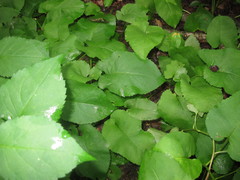 Eurybia schreberi