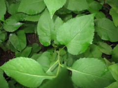 Eurybia schreberi
